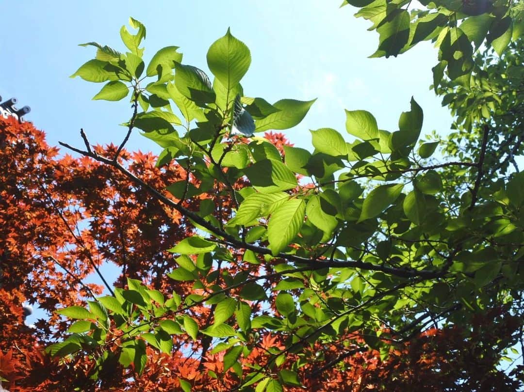 中山美香さんのインスタグラム写真 - (中山美香Instagram)「晴れた日に。 . . . #空 #緑 #新緑 #木々 #晴れ  #sky #green #sunnyday #tbt」4月27日 20時24分 - mika5nakayama