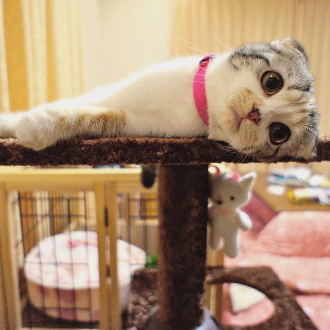 takegaeruのインスタグラム：「ちびまりん❤️こんばんにゃ😸  #cat #scottishfold #猫 #スコティッシュフォールド #三毛スコ友の会」