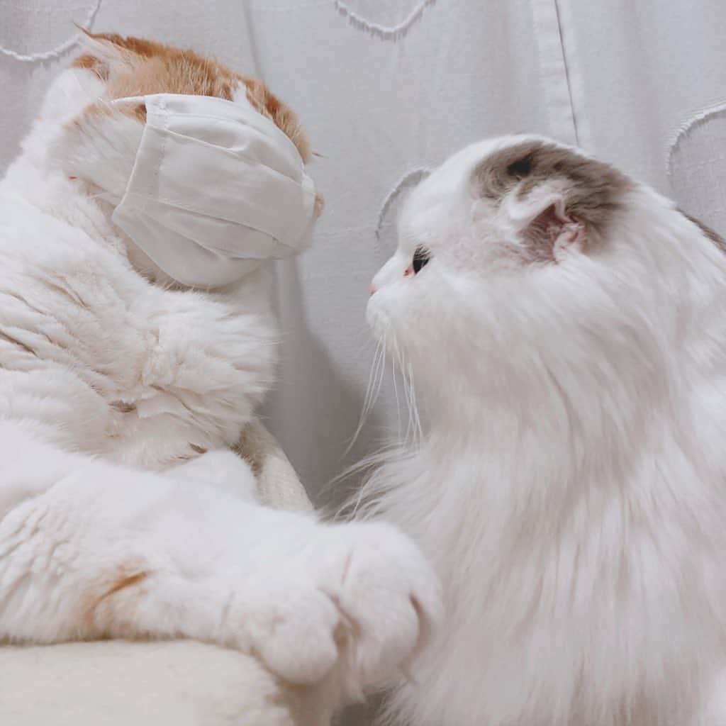 のんたさんのインスタグラム写真 - (のんたInstagram)「はぎれで猫のマスクを作りました😷 ・ #scottishfold #catstagram_japan #catsofinstagram #cats_of_instagram#catoftheday #ilovemycat #bestmeow #catlover #cutecat #kittensofinstagram #cute #スコティッシュフォールド#手作りマスク#猫マスク」4月27日 20時45分 - utacci