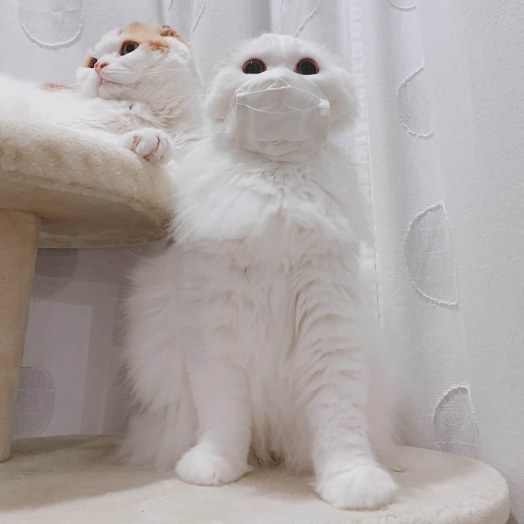 のんたさんのインスタグラム写真 - (のんたInstagram)「はぎれで猫のマスクを作りました😷 ・ #scottishfold #catstagram_japan #catsofinstagram #cats_of_instagram#catoftheday #ilovemycat #bestmeow #catlover #cutecat #kittensofinstagram #cute #スコティッシュフォールド#手作りマスク#猫マスク」4月27日 20時45分 - utacci