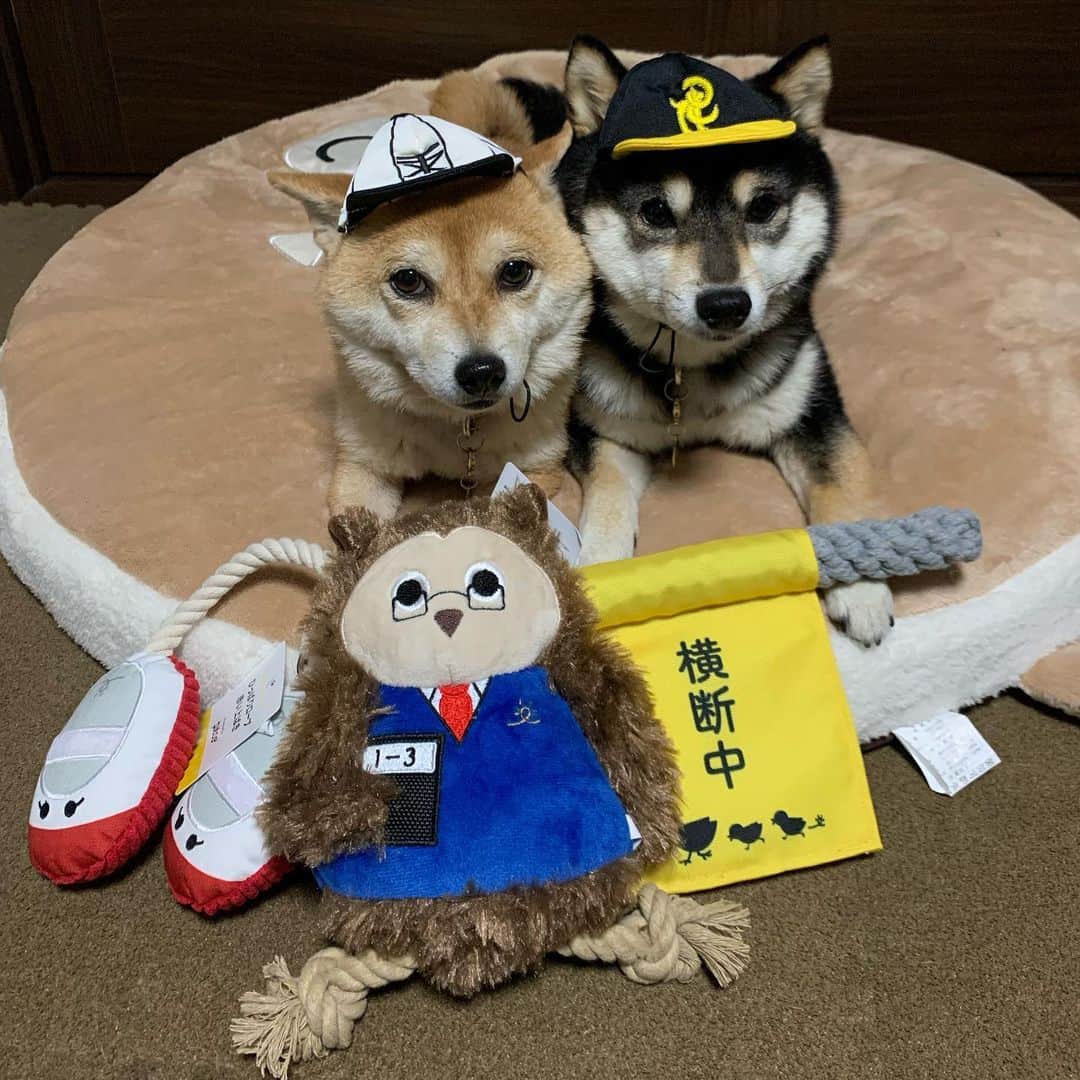 豆柴なつ&ふゆのインスタグラム