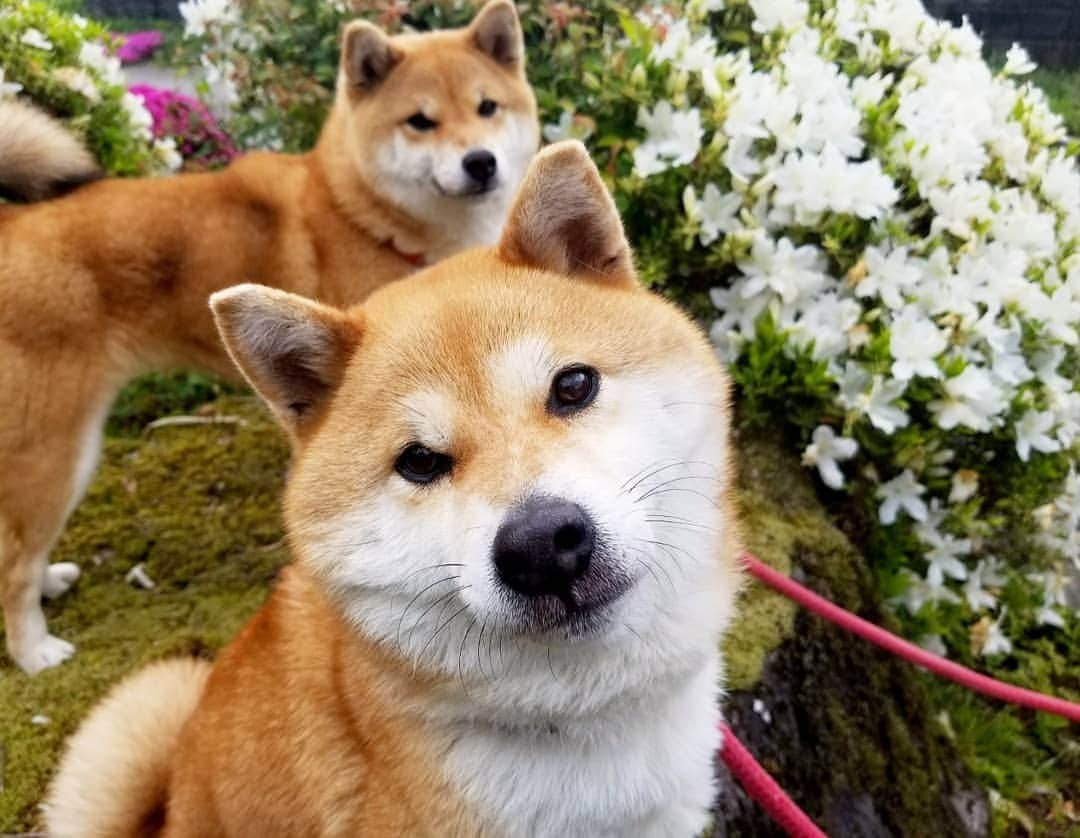 柴犬たま Shibainu Tamaさんのインスタグラム写真 - (柴犬たま Shibainu TamaInstagram)「庭のツツジが見頃になってきました🌼 * Caption trans🇬🇧 Azalea in my garden bloomed beautifully🌼 * #柴犬たま #たママ #たまーば #たま家族 #柴犬ミケ #ミケママ #仲良し親子 #つつじ #ツツジ #azalea #花とたま #花とミケ #かなりひし形 #柴犬 #shiba #shibainu #shibastagram #犬 #dog #多頭飼い」4月27日 12時43分 - tama7653