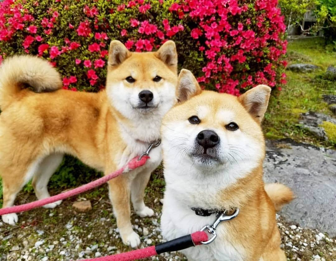 柴犬たま Shibainu Tamaさんのインスタグラム写真 - (柴犬たま Shibainu TamaInstagram)「庭のツツジが見頃になってきました🌼 * Caption trans🇬🇧 Azalea in my garden bloomed beautifully🌼 * #柴犬たま #たママ #たまーば #たま家族 #柴犬ミケ #ミケママ #仲良し親子 #つつじ #ツツジ #azalea #花とたま #花とミケ #かなりひし形 #柴犬 #shiba #shibainu #shibastagram #犬 #dog #多頭飼い」4月27日 12時43分 - tama7653