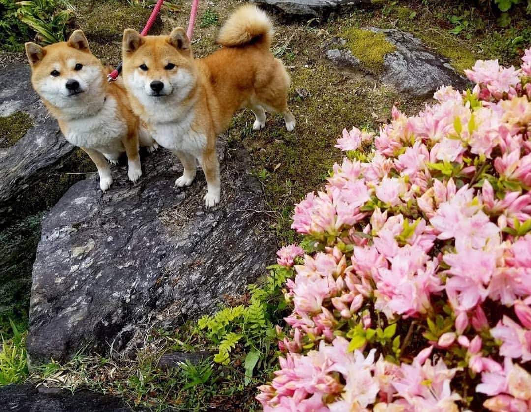 柴犬たま Shibainu Tamaさんのインスタグラム写真 - (柴犬たま Shibainu TamaInstagram)「庭のツツジが見頃になってきました🌼 * Caption trans🇬🇧 Azalea in my garden bloomed beautifully🌼 * #柴犬たま #たママ #たまーば #たま家族 #柴犬ミケ #ミケママ #仲良し親子 #つつじ #ツツジ #azalea #花とたま #花とミケ #かなりひし形 #柴犬 #shiba #shibainu #shibastagram #犬 #dog #多頭飼い」4月27日 12時43分 - tama7653