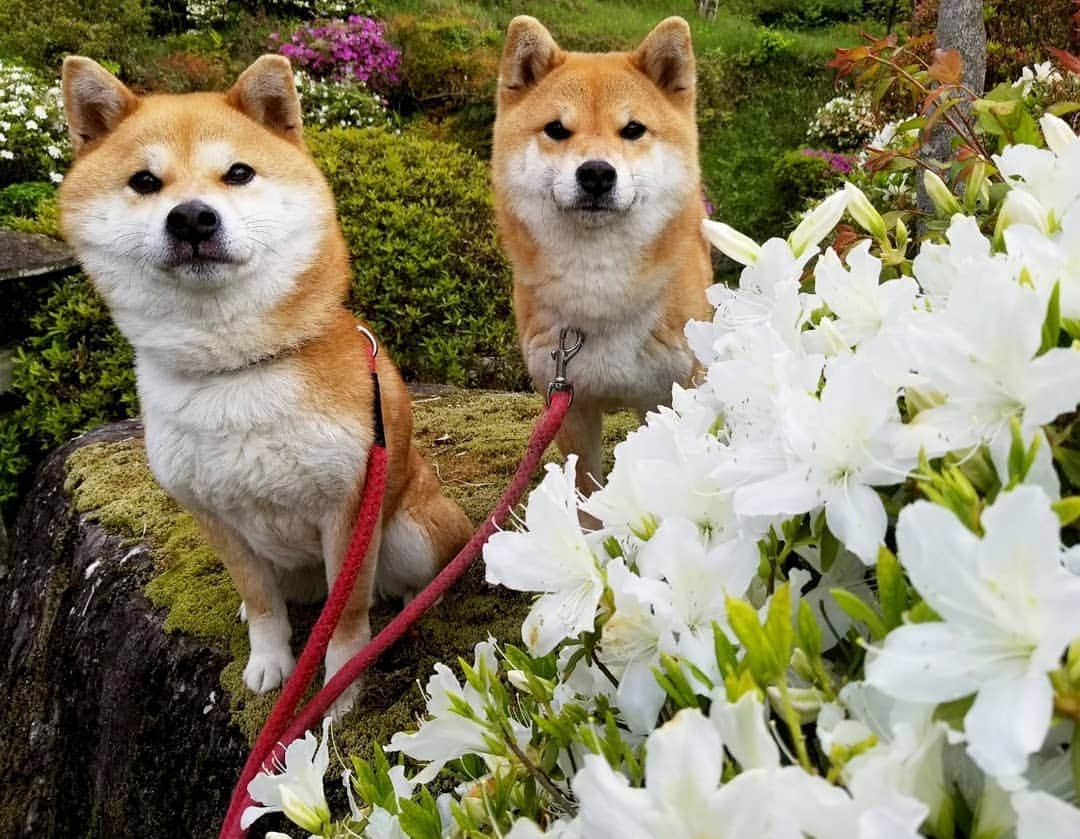 柴犬たま Shibainu Tamaさんのインスタグラム写真 - (柴犬たま Shibainu TamaInstagram)「庭のツツジが見頃になってきました🌼 * Caption trans🇬🇧 Azalea in my garden bloomed beautifully🌼 * #柴犬たま #たママ #たまーば #たま家族 #柴犬ミケ #ミケママ #仲良し親子 #つつじ #ツツジ #azalea #花とたま #花とミケ #かなりひし形 #柴犬 #shiba #shibainu #shibastagram #犬 #dog #多頭飼い」4月27日 12時43分 - tama7653