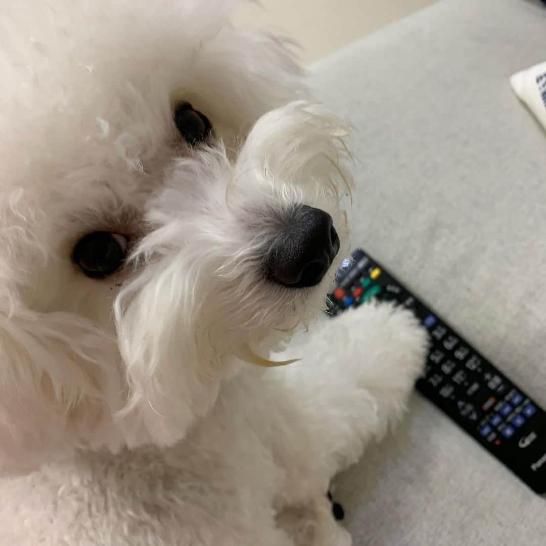 ハナマサのインスタグラム：「netflix押して勝手に買えるイッヌ。 一人暮らしなのにチャンネル争いがある不思議  #hanamasagram #ハナマサグラム　#はなまさ　#ビションフリーゼブリーダー」