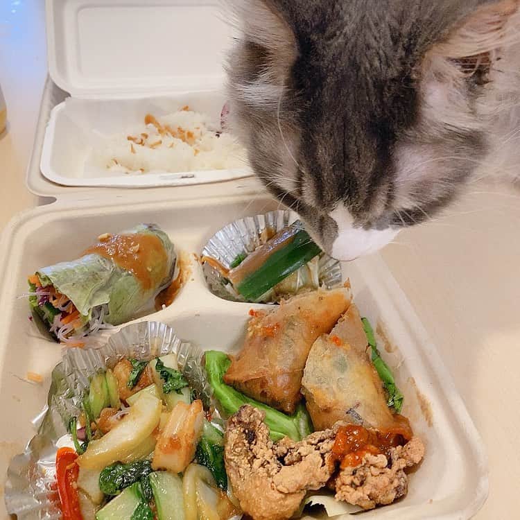 のインスタグラム：「#テイクアウトランチ に執拗なねこチェックが入る（ねこは至近距離で嗅ぐけど食べない） _  #ぷーぷー #ねこ #猫 #メインクーン #cat #catstagram #catsagram #catsofinstagram #cats_of_world #catlover #catlovers #catholic #cat_of_instagram #catlife #mainecoon #mainecoonlife #mainecoonlover #fluffy #bigcat #ねこ部 #ふわもこ部 #メインクーン部  #にゃんすたぐらむ #ねこすた #ねこすたぐらむ  #ねこと暮らす #持ち帰り #持ち帰り弁当 #お持ち帰り」