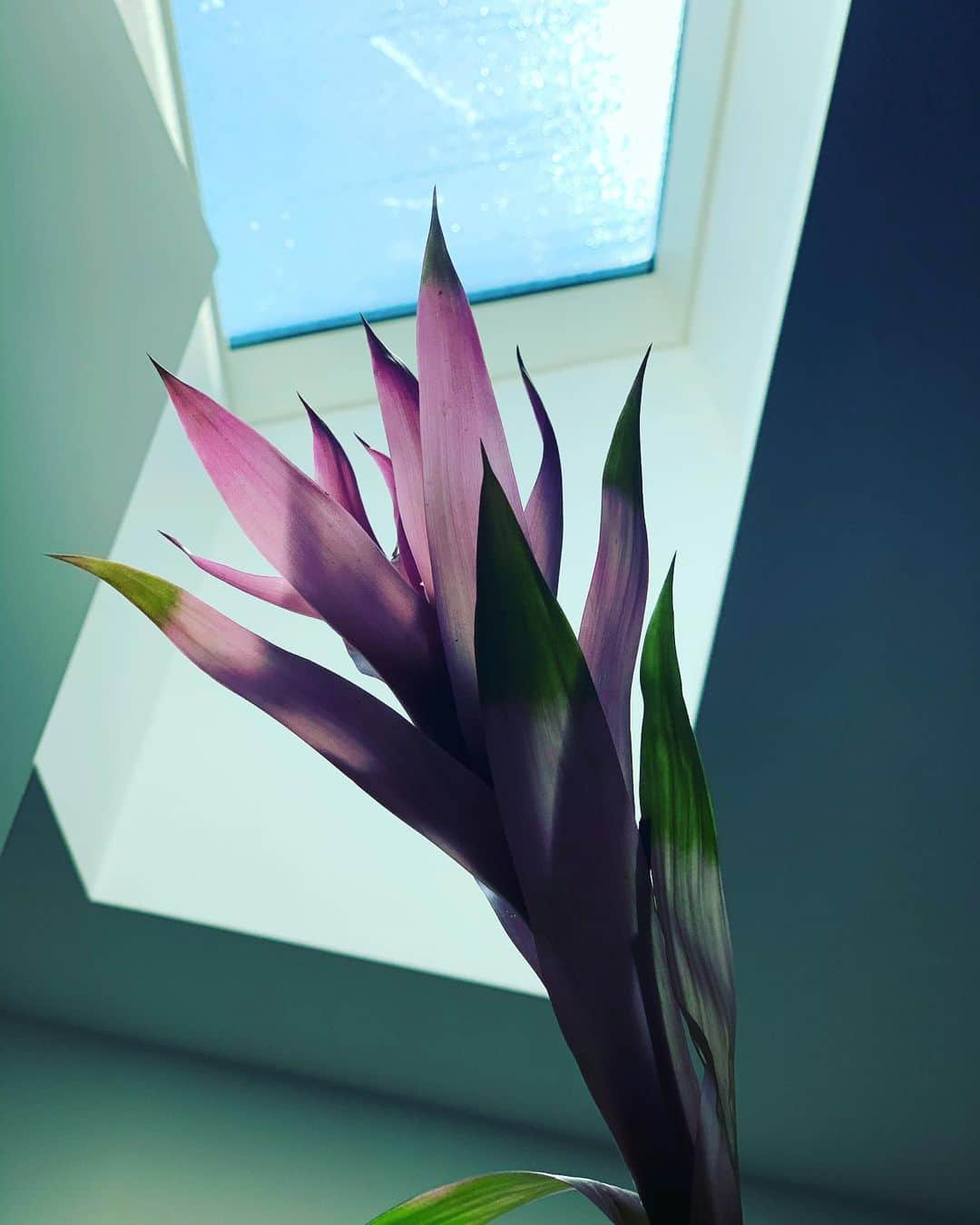 二ノ宮和佳子のインスタグラム：「Light and shadow﻿ Make them look more beautiful!! ﻿ ﻿ #flowers #color﻿」