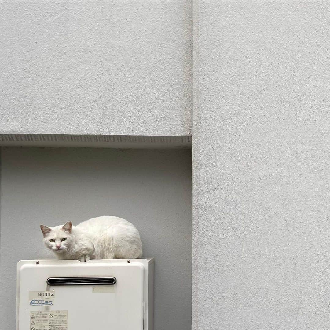 椿鬼奴さんのインスタグラム写真 - (椿鬼奴Instagram)「ワントーンコーデの猫を見つけたよ🐈 買い物の行き道で猫と会うと1ラッキー貯まります、と決めています。」4月27日 14時34分 - tsubakioniyakko
