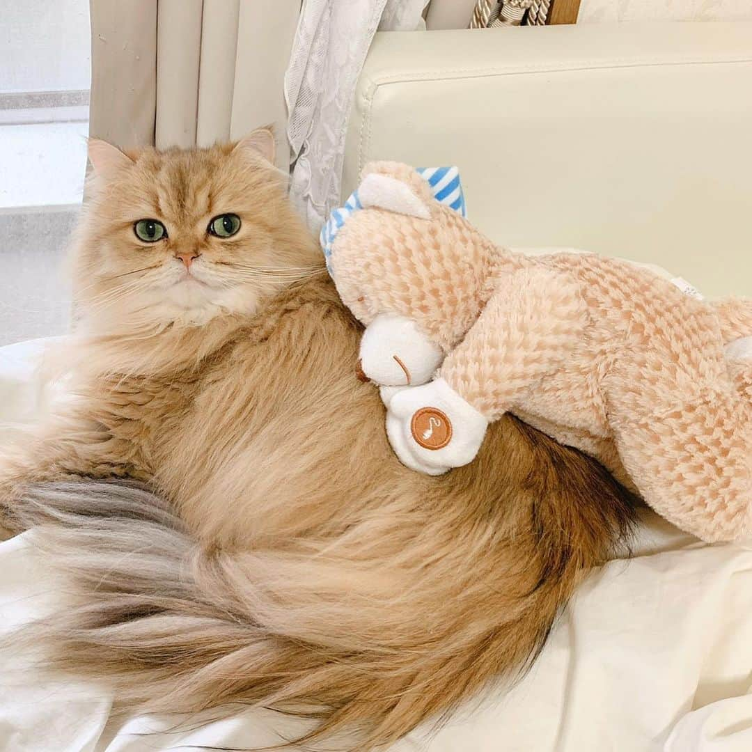 manami☺︎satoさんのインスタグラム写真 - (manami☺︎satoInstagram)「* ❤ 🐱＆🧸 💤 * #lovewins#チンチラゴールデン#エキゾチックロングヘア#猫#ねこ#ペットインフルエンサー#にゃんすたぐらむ#猫好きな人と繋がりたい#にゃんだふるらいふ냥스타그램 #ねこのきもち#냥스타그램#猫咪#kot#koty#GATTO #KATZE#BERI #catoftheday#cat#cats#instacat#catstagram#catsofinstagram#persian#chinchillacat#exoticlonghair#catloversclub」4月27日 14時58分 - fuwari_kinaco