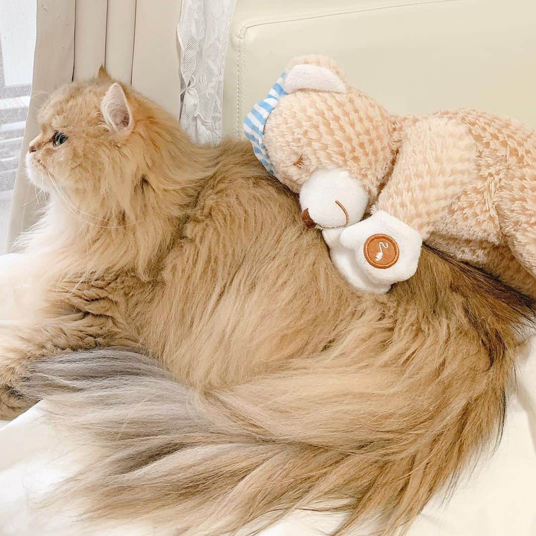 manami☺︎satoさんのインスタグラム写真 - (manami☺︎satoInstagram)「* ❤ 🐱＆🧸 💤 * #lovewins#チンチラゴールデン#エキゾチックロングヘア#猫#ねこ#ペットインフルエンサー#にゃんすたぐらむ#猫好きな人と繋がりたい#にゃんだふるらいふ냥스타그램 #ねこのきもち#냥스타그램#猫咪#kot#koty#GATTO #KATZE#BERI #catoftheday#cat#cats#instacat#catstagram#catsofinstagram#persian#chinchillacat#exoticlonghair#catloversclub」4月27日 14時58分 - fuwari_kinaco