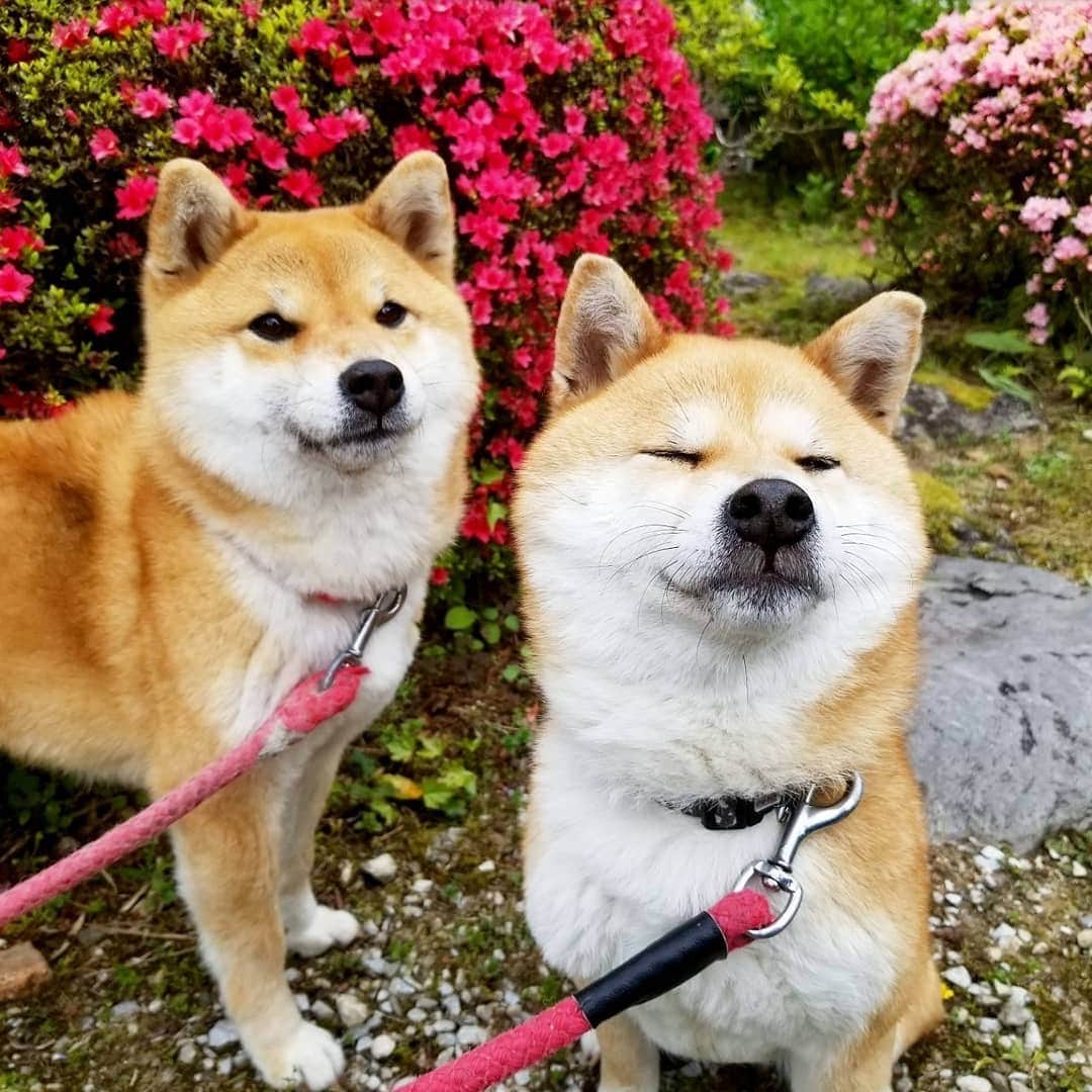 柴犬たま Shibainu Tamaさんのインスタグラム写真 - (柴犬たま Shibainu TamaInstagram)「NG集💡 今回は2枚だけ🙈 * Caption trans🇬🇧 Their failed pic🙈 * #柴犬たま #たママ #たまーば #たま家族 #柴犬ミケ #ミケママ #仲良し親子 #つつじ #ツツジ #azalea #花とたま #花とミケ #NG集 #舌ぺろ #ブサ顔 #かなりひし形 #柴犬 #shiba #shibainu #shibastagram #犬 #dog #多頭飼い」4月27日 15時17分 - tama7653