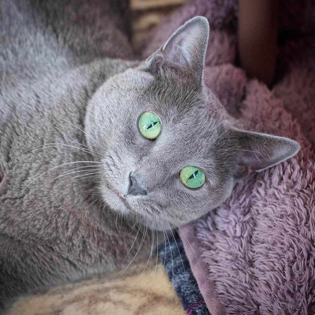 のインスタグラム：「やたらとシャープな瞳孔✨👁✨-Kote . #いつかのこてつ #stayhome  #うちで過ごそう  #cat #russianblue #猫 #ねこ #ロシアンブルー #chat  #gato #greycat  #greeneyes #emeraldeyes #ふわもこ部 #にゃんすたぐらむ  #みんねこ  #INSTACAT_MEOWS #catstocker #meowsandwoofs #excellent_cats #meowvswoof #catsofworld #TopCatPhoto  #cutepetclub #IgAnimal_Snaps #cat_features #bestmeow #petoftoday」