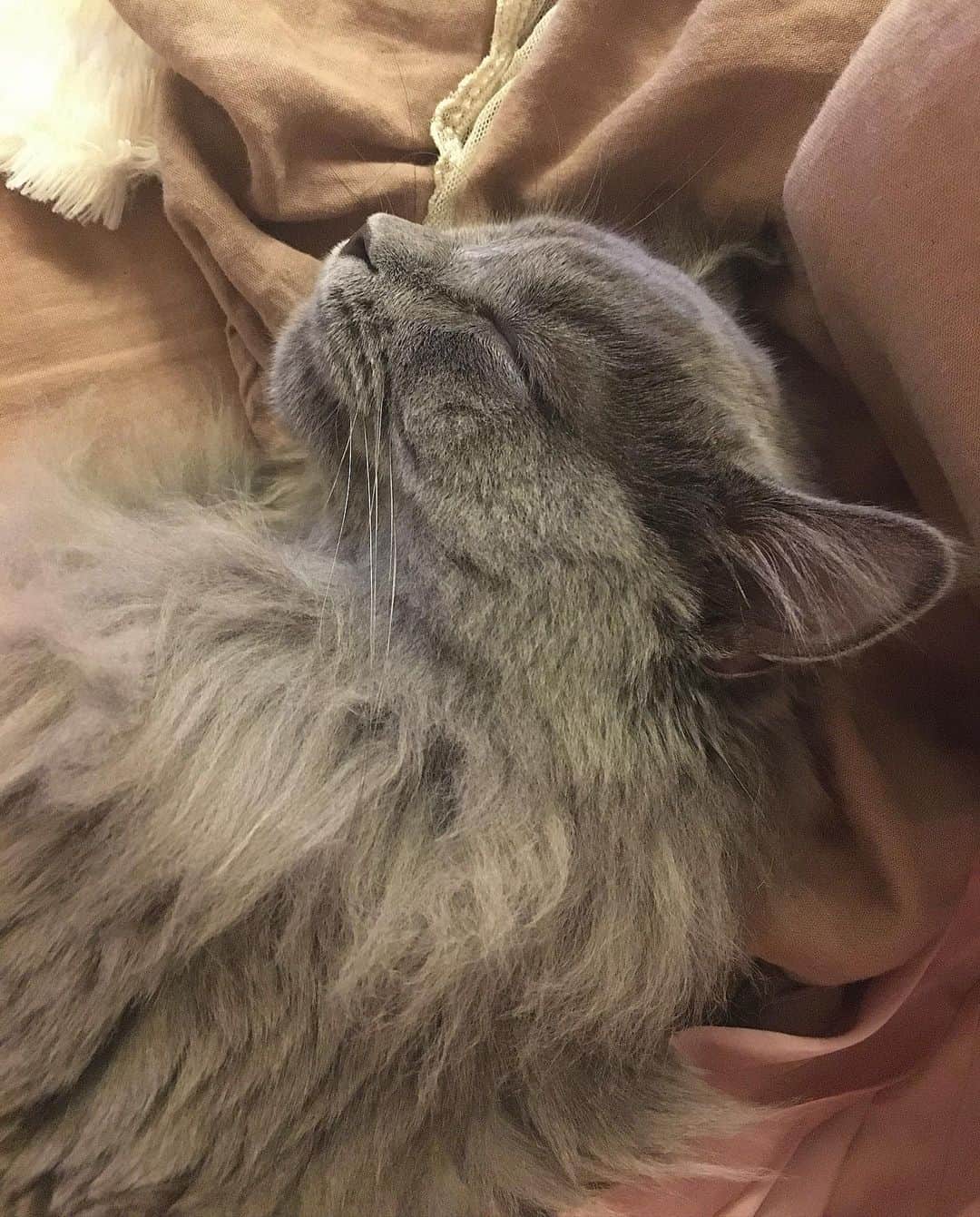 藤咲きく乃のインスタグラム：「#とろねこチャレンジ . . 4月いっぱいまでこのタグをつけてネッコの寝顔の写真をTwitterかInstagramで投稿すると、1投稿につき10円が保護猫の譲渡活動に寄付されるみたい。 1人何回でもokなんだって！ なので何回かTwitterとここでうちのぎんさんの可愛い寝顔を投稿させて頂きます。 . . ちなみに、花王グループがやってるので寄付先も怪しい所ではないみたいです。  https://www.kao.co.jp/humming/linne/toroneko/ . . 動物の保護活動は日頃よりギリギリの経済状況で活動されていると思うので、今後さらに厳しくなっていくと思います。 でも猫ちゃんたちは人間みたいな状況判断はできないし、何より人間のエゴで苦しんだり絶対して欲しくないです。 . だから可愛いだけで計画性もなく飼育や繁殖をする人は本当にいなくなってほしい。。 . 一匹でも多くの猫ちゃんが愛情を持って育ててくれる飼い主さんに出会えますように #ねこのいる生活 #猫部 #保護猫　#久々真面目な投稿ですまん」