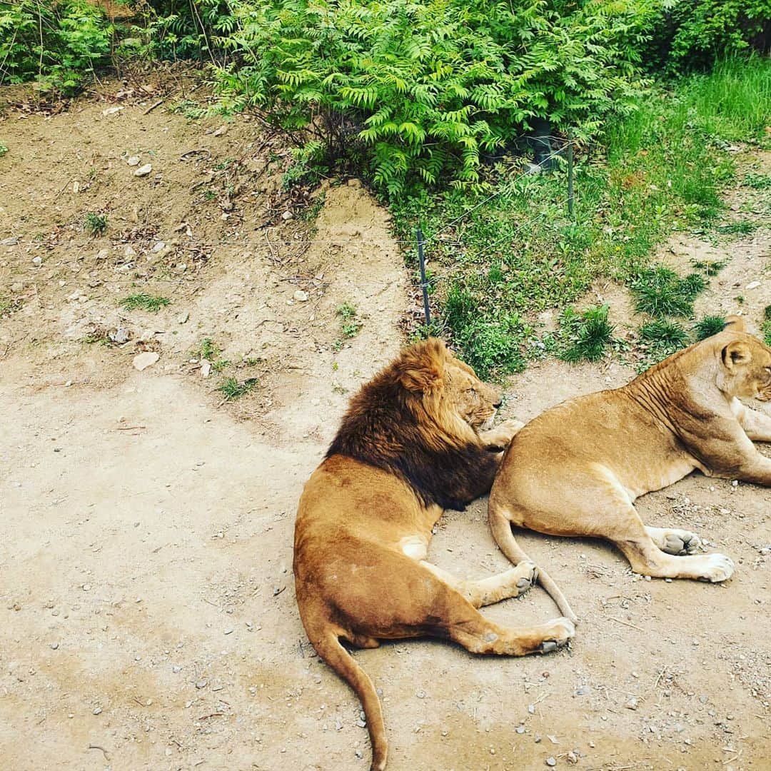 ヒョソク さんのインスタグラム写真 - (ヒョソク Instagram)「내나이 28 오랜만에 휴가 점점 놀이기구보다 꽃이나 동물보는게 더좋다ㅎㅎ 점점 할아부지가 되어가네  아직도 많은분들이  생일축하해주시네요 한분한분 너무감사드립니다😍😍」4月27日 21時30分 - kimhyoseoks