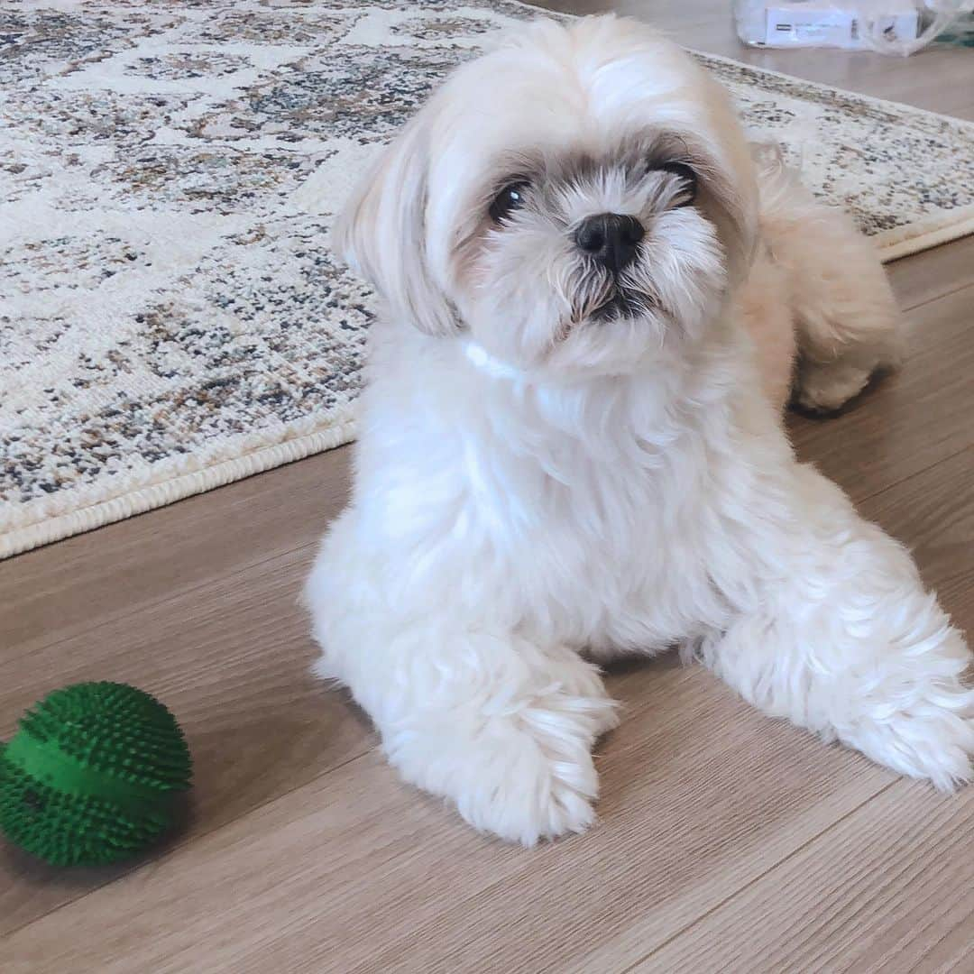 福田多希子さんのインスタグラム写真 - (福田多希子Instagram)「ぼくのいちばんの宝物💎﻿ ﻿ グリーンのボール﻿🟢 ﻿ 歯茎にやさしい﻿ ﻿ #ちゃちゃ丸 ﻿#11歳 #優しい﻿ #おっとり﻿ #気が弱い﻿ #怖がり﻿ #シーズー﻿ #シーズー大好き﻿ #シーズーLove﻿ #愛犬#いぬのきもち」4月27日 16時06分 - yomeponta