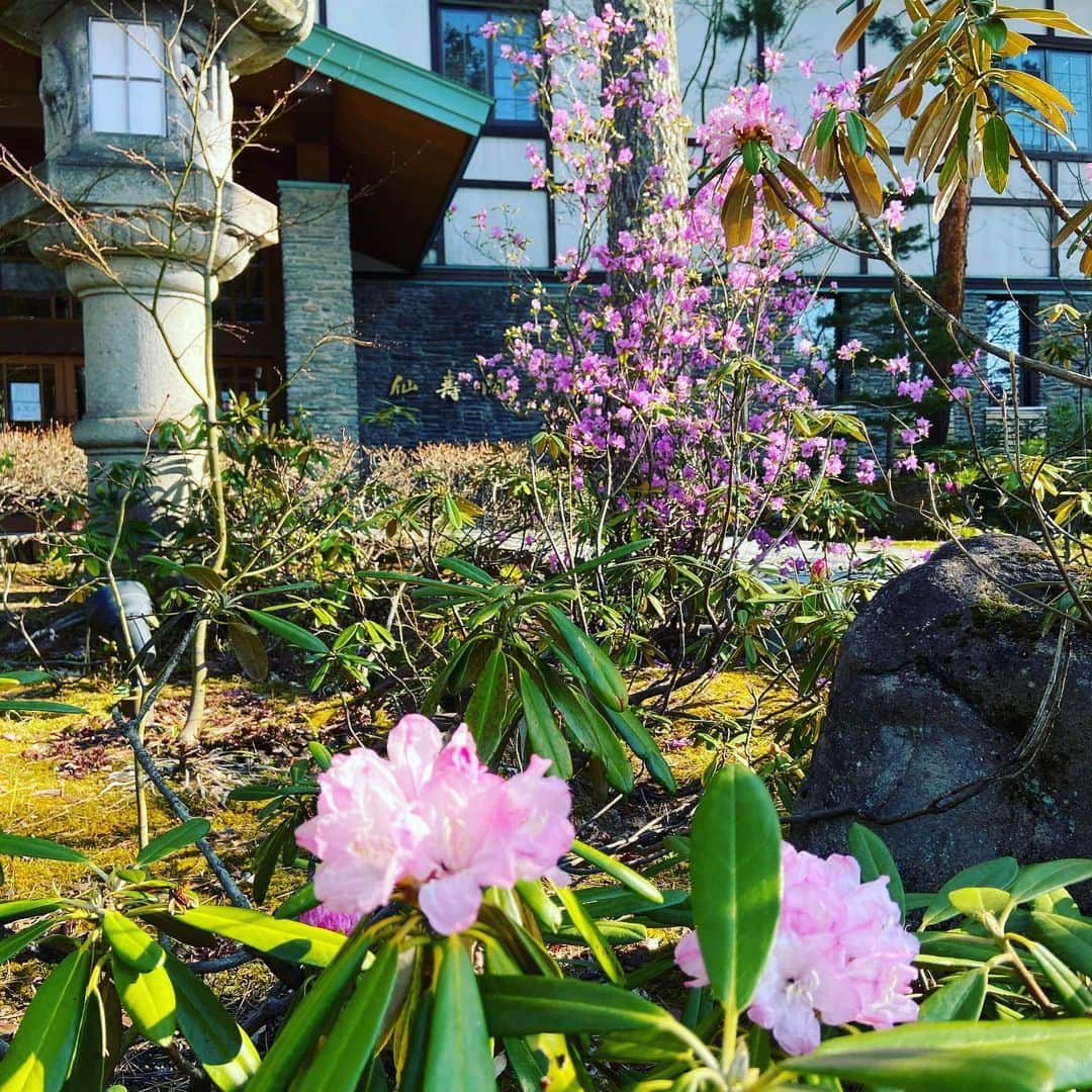 上林ホテル仙壽閣のインスタグラム：「4月27日、今の仙壽閣ではシャクナゲの花が綺麗に咲いています。もちろん桜も満開です！今頃の花#春#温泉#上林ホテル仙壽閣#長野電鉄#japan#庭園#地獄谷野猿公苑最寄りの宿#写真撮ってる人と繋がりたい」