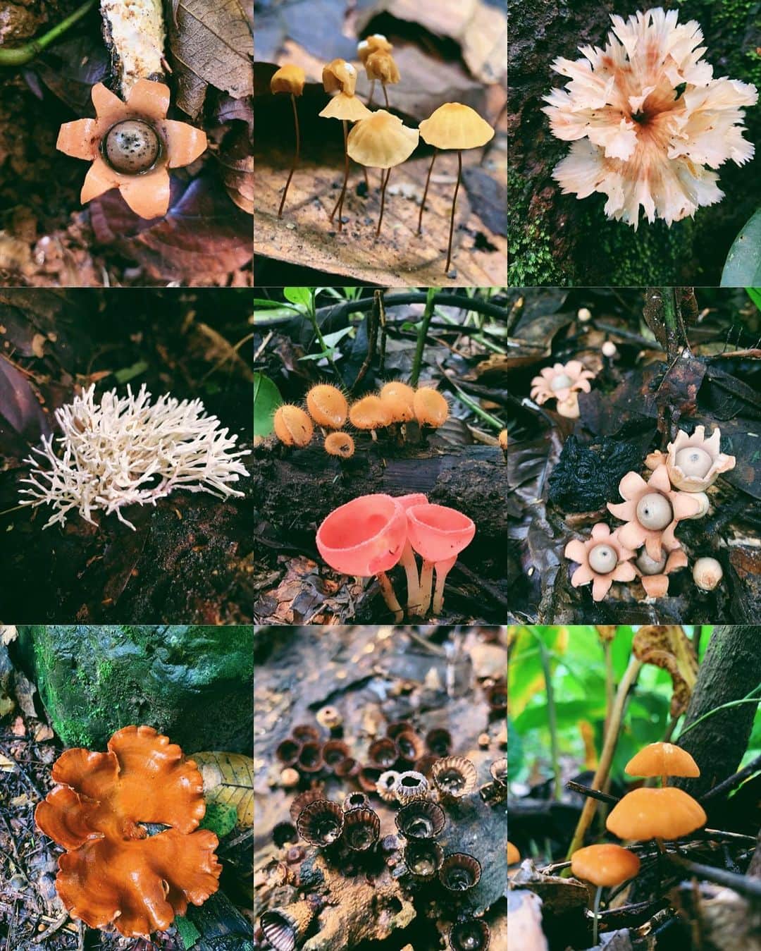 Amata Chittaseneeさんのインスタグラム写真 - (Amata ChittaseneeInstagram)「Yay! So happy that the first rain finally came to #Chiangmai, no more forest fires 🔥 :) time for the forests to heal themselves!! Next season is the mushroom celebration, I love rainy season 🌱ได้ข่าวว่าฝนแรกของปีเชียงใหม่มาแล้ว ดีใจจัง :) จบซะทีไฟป่าของปีนี้ ขอบคุณทุกๆจิตใจที่ได้ออกมาช่วยกันรักษาป่าเรา :) ถึงเวลาที่ป่าได้พักฟื้นละ ฝนฉ่ำๆตกลงมาทำให้ทุกๆชีวิตในป่ากลับมามีชีวิต ร่าเริงและสดใส่อีกครั้ง ถัดไปก็เป็นหน้าเห็ดแล้วสินะ :) รูปเห็ดน่ารักๆที่เชียงดาว 2019 บทเรียนแห่งการเกิดใหม่และพลังของน้ำ #pearypiegoesgreen #chiangdao #แก้งค์ถิ่นนิยม #smileycamp #keepchiangdao」4月27日 16時37分 - pearypie