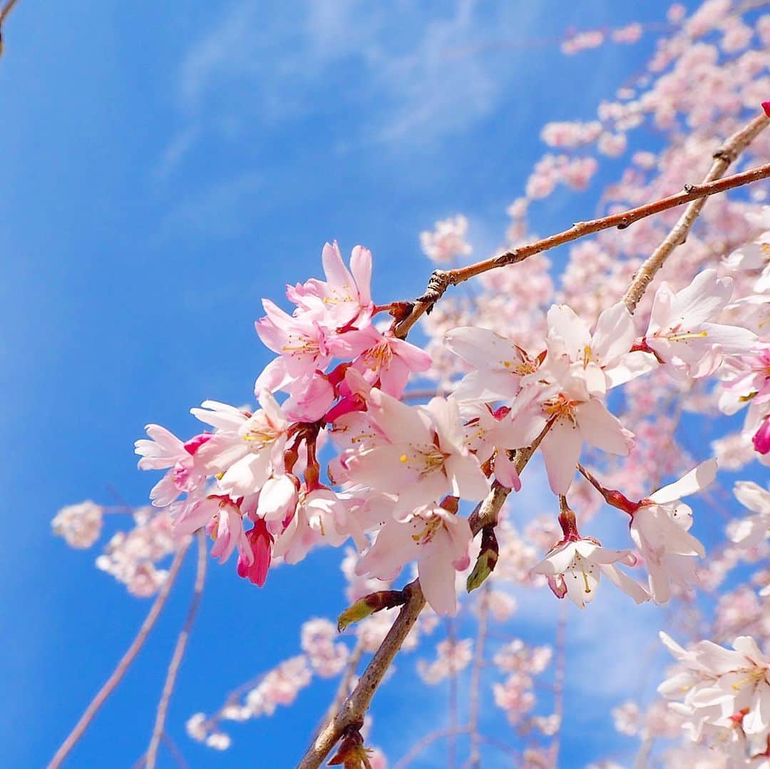 みき みーやんさんのインスタグラム写真 - (みき みーやんInstagram)「. 🌸💕 . #桜#風景#japan_of_insta#japan_photo#sakura#🌸#🌸🌸🌸🌸🌸🌸🌸🌸🌸🌸🌸🌸🌸🌸🌸🌸🌸🌸🌸🌸🌸🌸🌸🌸🌸🌸🌸🌸🌸🌸🌸🌸🌸🌸🌸🌸🌸🌸🌸🌸🌸🌸🌸🌸🌸🌸🌸🌸🌸🌸🌸🌸🌸🌸🌸🌸🌸🌸🌸」4月27日 16時50分 - mi_yan0101