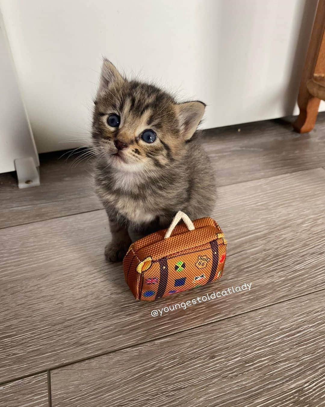 Pleasant Catsさんのインスタグラム写真 - (Pleasant CatsInstagram)「📷 from @youngestoldcatlady Stevie: “I'm looking for a permanent home, will you accept me? 🐱👜” #pleasantcats」4月27日 16時57分 - pleasantcats