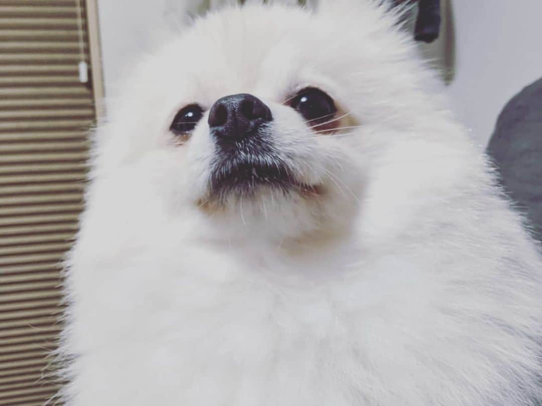 瀬山しろさんのインスタグラム写真 - (瀬山しろInstagram)「本日のわた #ポメラニアン #pomeranian #ポメ #犬 #いぬのいる暮らし  #いぬすたぐらむ  #犬バカ部」4月27日 17時05分 - shiro____yama