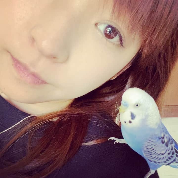 くぼたみかのインスタグラム：「My kind of quarantine.❤️ いちゃいちゃ動画🥰w 一緒に自宅待機です😌 #stayhome #おうち時間　#インコ　#鳥　#birds #budgerigar」