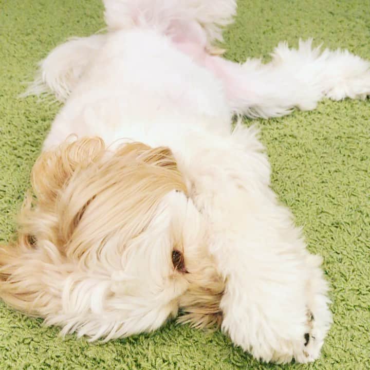 北山陽一のインスタグラム：「おなかなでてください。#きたやまおもち」