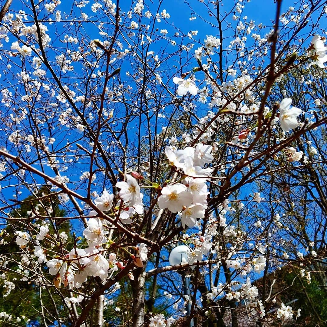 堀田篤のインスタグラム：「* 家から駅までの途中にある公園の桜です。 * 何年も同じ道を通っていますが、今年はこれまでになく桜の花の咲き具合が気になりました。 * 来年はゆっくりと桜が眺められますように。 #桜#ソメイヨシノ#カンテレ#アナウンサー#堀田篤」