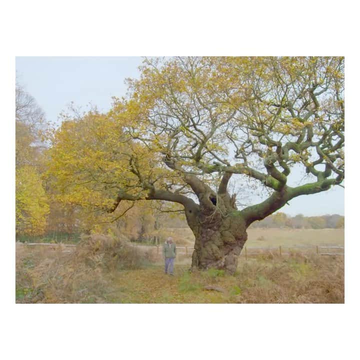 のインスタグラム：「In February this year, Gucci partnered with The @lionssharefund, which raises funds to protect endangered species and their natural habitats. The House donates 0.5% of its media spend to The #LionsShare Fund every time an animal is featured in its advertisements. Oak trees can live for centuries and produce acorns, a food source for squirrels, mice and deer. Sir #DavidAttenborough is in a film directed by @georgechanphotography. #SoDeerToMe #GucciPreFall20 @alessandro_michele #AlessandroMichele」
