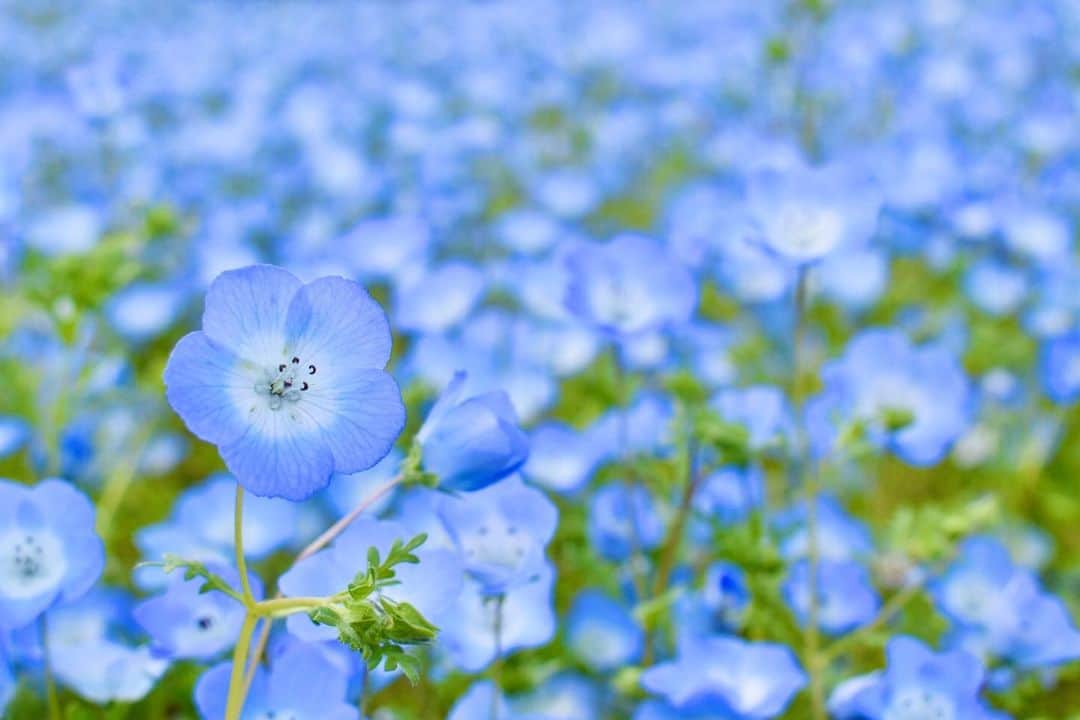 岡田ひとみ（ねんドル）さんのインスタグラム写真 - (岡田ひとみ（ねんドル）Instagram)「制作、製作、ときどき散歩。  #stayhome #flowers #photoshoot #japan #blue #nemophila #散歩#ネモフィラ#なちゅりんご#青」4月27日 18時41分 - hitomi_nendol