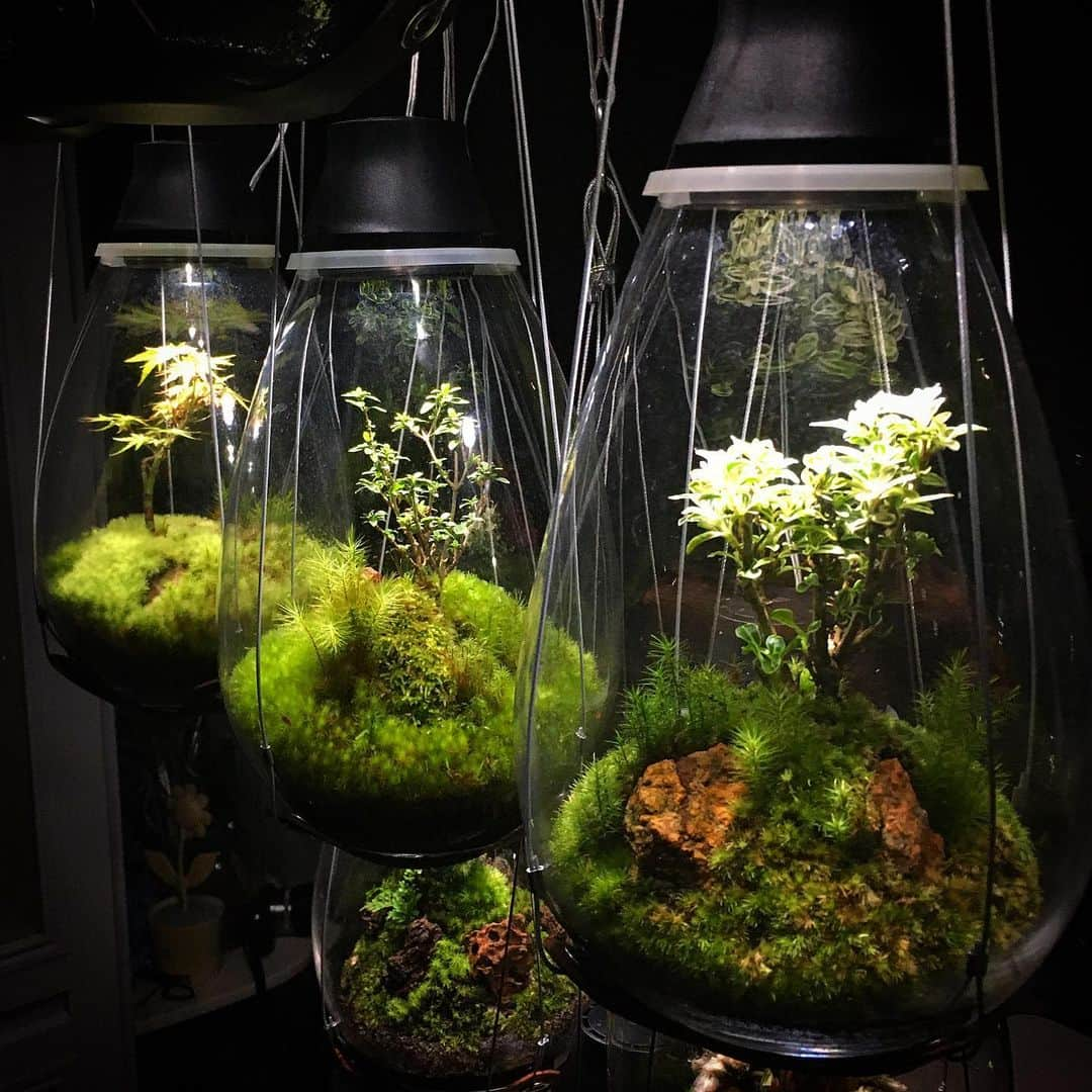 Mosslight-LEDさんのインスタグラム写真 - (Mosslight-LEDInstagram)「#mosslight#モスライト#苔#コケ#mossy#mossa#moss#terrarium #テラリウム#indoorgreen#plants#コケテラリウム#苔テラリウム#mossterrarium#mossarium#照明器具#lightingfixture#コケあかり#LED照明付テラリウム#パルダリウム#paludarium#インドアグリーン#照明デザイン#mosslightled#indoorgreens#インテリアグリーンのある生活」4月27日 18時51分 - mosslight1955