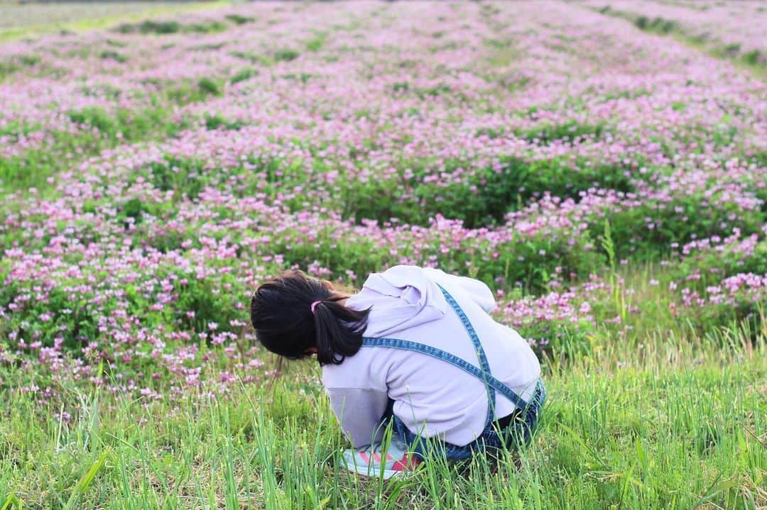のインスタグラム：「#2361 2020.4.27mon 近所のレンゲ畑で写真撮ってます。」