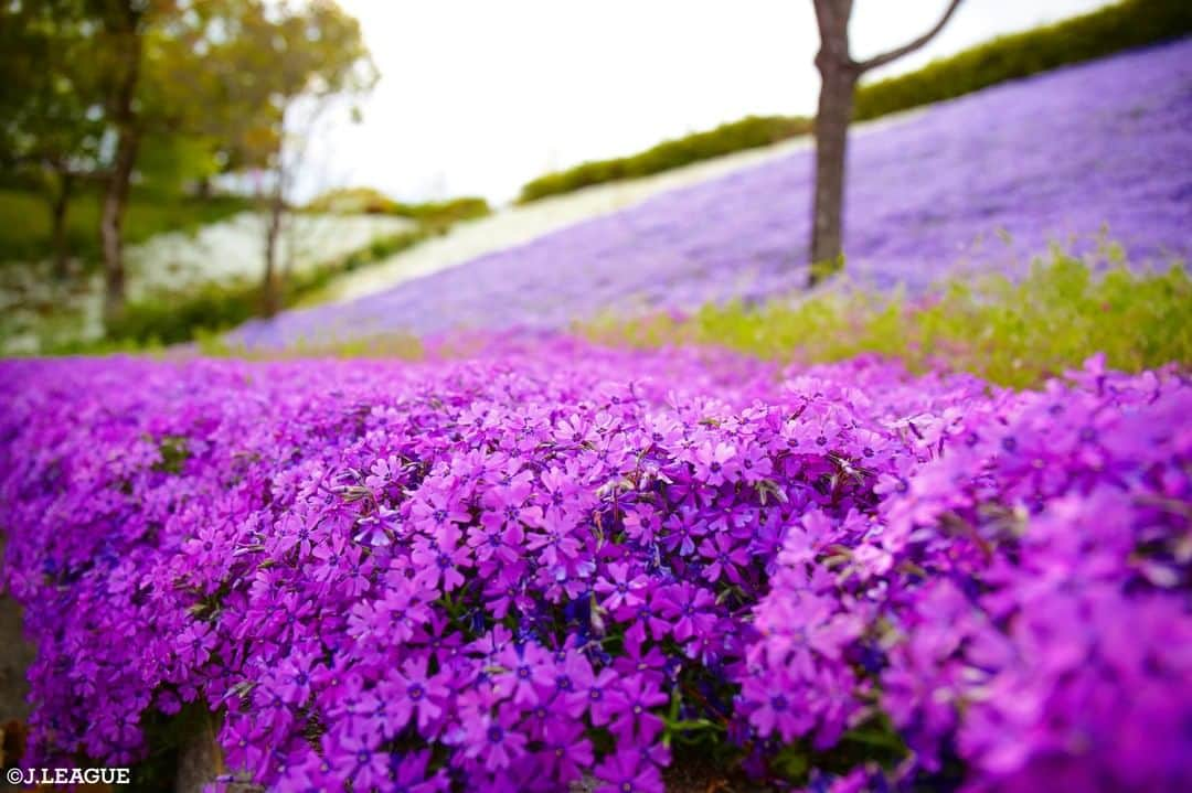 Ｊリーグさんのインスタグラム写真 - (ＪリーグInstagram)「＼おうちでお花見🏠💐／﻿ ﻿ #サンフレッチェ広島 の﻿ #エディオンスタジアム広島 にて﻿ 素敵な1枚が撮影されました📸﻿ ﻿ ﻿ #Ｊリーグ﻿ #jleague﻿ ﻿ #sanfrecce #🐻 #💜﻿ #お花 #花 #💐﻿ #flower #flowers ﻿ #flowerstagram ﻿ #flowerlovers﻿ #flowerinstagram﻿ #お花見 #お花見気分﻿ #おうち #おうち時間﻿ #おうち遊び﻿ #おうち時間を楽しむ﻿ #うちで過ごそう﻿ #ステイホーム﻿ #stayhome ﻿ #おうちで #home #🏠」4月27日 19時02分 - jleaguejp