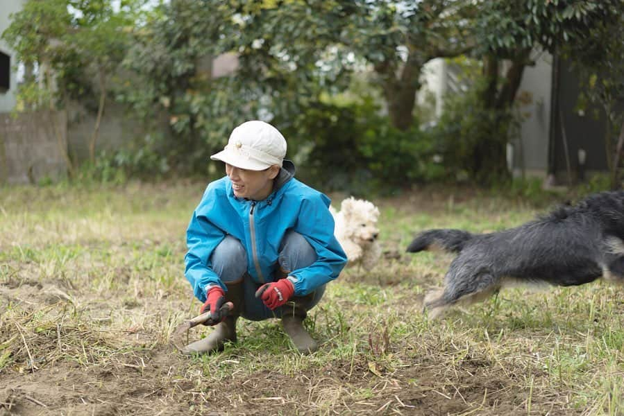 甲斐麻美さんのインスタグラム写真 - (甲斐麻美Instagram)「■畑■ 「畑やりたいな〜」 と、割と真剣に妄想していたら あれよあれよと始める事になりました しかも自宅のすぐそば！（笑）  実現はやーい！（笑）  春土用の間日では無いけど、今日ひたすらに作業しました  土公神さま怒るかな😂💦 いやあ、いい汗かいた！  10年以上使われていない土地なので、今は地道に畑にする前の作業をしています  早く何か植えれる段階にしたい！がんばる！  畑を自由に走り回る我が家のワン達 ほんとに彼らが自由気ままにしている姿が大好きで、いつも力をもらいます  後ろで2匹が浮いてる写真まじで笑った（笑）  わたしの作業着、帽子、長靴は全て10年以上前から使っていますが 全然ヘタらない 新品を買うなら長く使えるものを買うのが、やっぱ間違いないですね。。。 なんか今日、しみじみ思ったな〜  #畑 #畑のある暮らし #畑初心者 #土のある暮らし #いぬとわたし #犬のいる暮らし #元保護犬 #保護犬を家族に #ゆるベジ #自給自足への一歩 #甲斐麻美 #やっぱ青w #nomakeup #mylovelydog #farm #mylittlefarm #テリアミックス #走る犬 #おうち時間」4月27日 19時13分 - kaico_asami