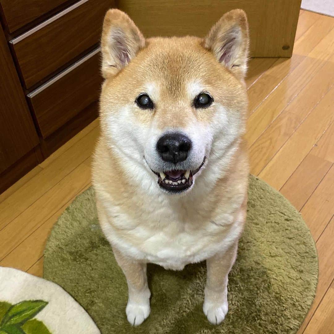 まる（まるたろう）さんのインスタグラム写真 - (まる（まるたろう）Instagram)「I'm having dinner now.✨🐶😋✨ご飯の時間ですよ〜 #大盛りでおなしゃす #腹が減ってはコロナに負けるって言ってね #昔の人はいい事言うよね #大盛りいっちょ入りました〜 #喜んで〜」4月27日 19時35分 - marutaro