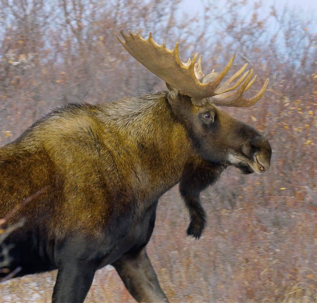 National Geographic Travelさんのインスタグラム写真 - (National Geographic TravelInstagram)「Photo by @bertiegregory | A bull moose moves through willow on the west coast of the Hudson Bay, Manitoba, Canada. The biggest bulls can grow antlers that are six feet (1.8 meters) across and weigh more than 40 pounds (18 kilograms). Like other members of the deer family, moose grow and shed their antlers every year, with all the growing occurring in just a five-month period. Having the biggest antlers helps males achieve reproductive success.  Follow @bertiegregory for more wildlife adventures. #wildlife #animals #moose #willow #antlers」4月28日 5時05分 - natgeotravel