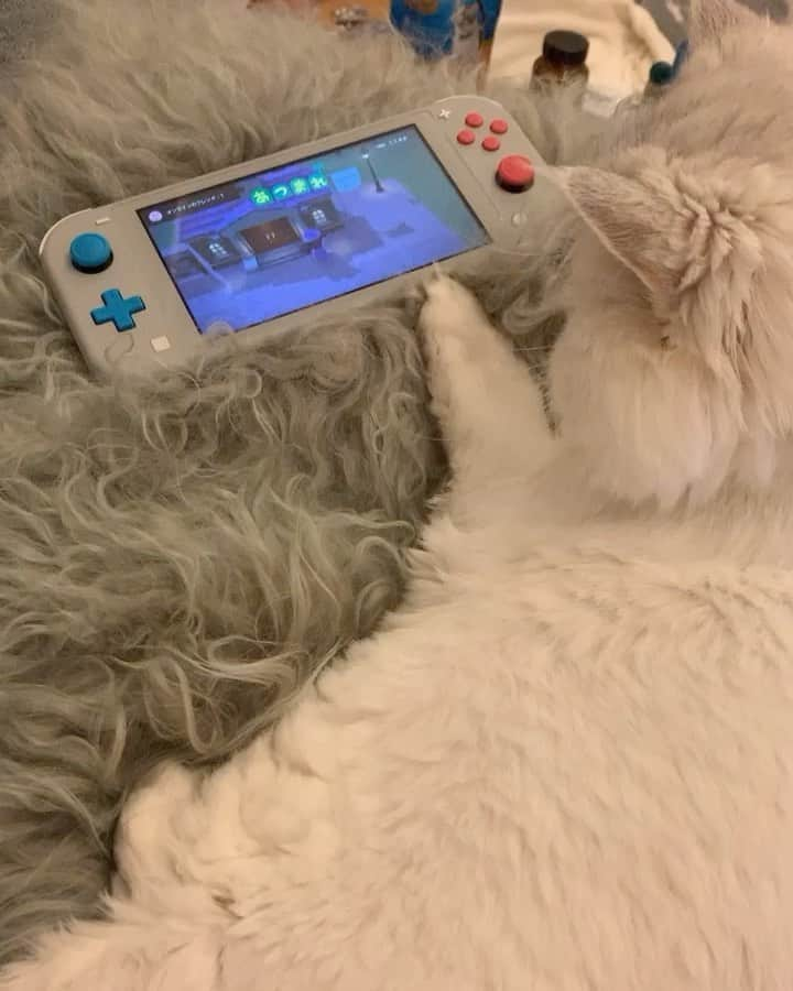 BeBeのインスタグラム：「Animal Crossing time🥺🐱🎮🐭🐹🙊🐷🐮🐵🐰🦉🦥🦦🐿🐌💓#catshatemonday🥱🥱　#cat #bebe #kitty #kittycat #meow #eyes #adorable #petsofinstagram #kittensofinstagram #catsofinstagram #persiancat #ねこ　#ilovecat #hubcats #あつ森 #animalcrossing #instamovie #bebechannel #instacat #あつまれ動物の森 @nintendo」