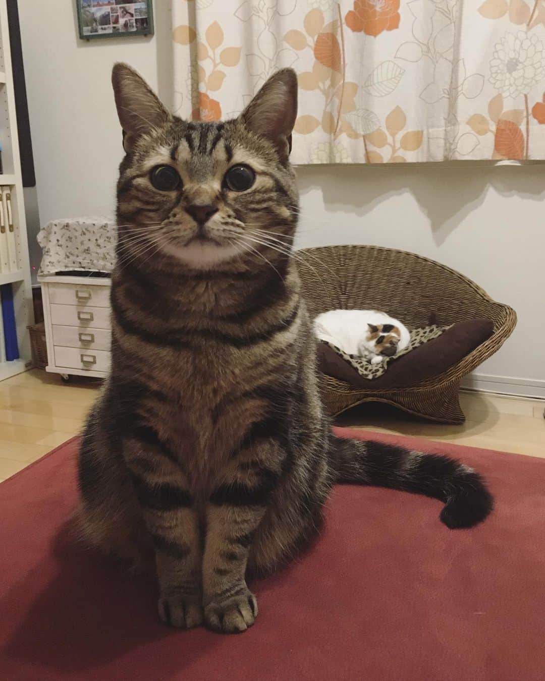 ありす & まりあのインスタグラム：「Hello friend 🌷 まったりなＧＷにゃ♪」