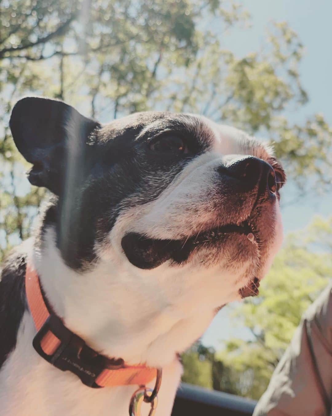 BESさんのインスタグラム写真 - (BESInstagram)「なんか知らんけどはピカピカの笑顔やね。  #bostonterrier #toto」4月27日 21時59分 - bes1983