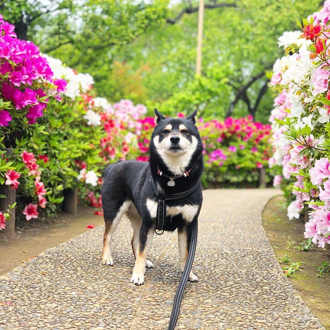 vo_coのインスタグラム：「🐶 散歩はめんどくさそうに2回いったものの、ごはんは結局1食しか食べなかった黒い姐さん 最近、1日の大半はこんな感じの不満げな顔して過ごしてます 何に文句があるというのだ * #shibastagram #instashiba #shiba #shibainu #黒柴 #柴犬」