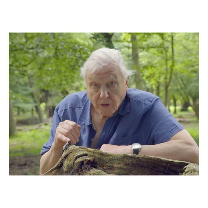 のインスタグラム：「In February this year, Gucci partnered with The @lionssharefund, which raises funds to protect endangered species and their natural habitats. The House donates 0.5% of its media spend to The #LionsShare Fund every time an animal is featured in its advertisements. A stag beetle and Sir #DavidAttenborough in a film directed by @georgechanphotography. #SoDeerToMe #GucciPreFall20 @alessandro_michele #AlessandroMichele」