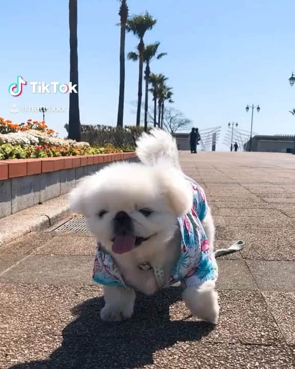 こなつのインスタグラム：「お散歩にーず🐶🌴✨」