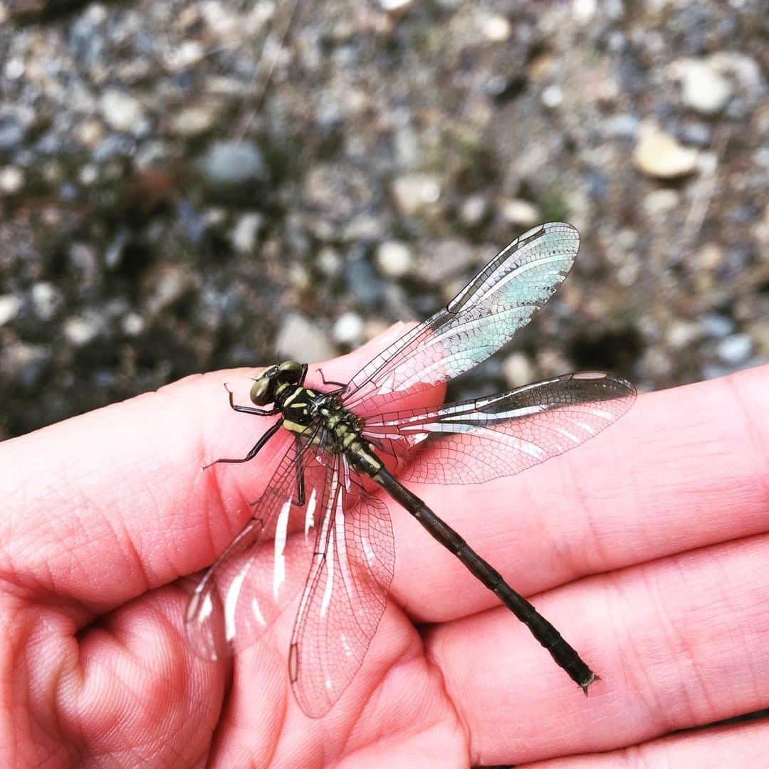 岸田繁さんのインスタグラム写真 - (岸田繁Instagram)「トンボも居った」4月27日 23時08分 - kishidashigeru