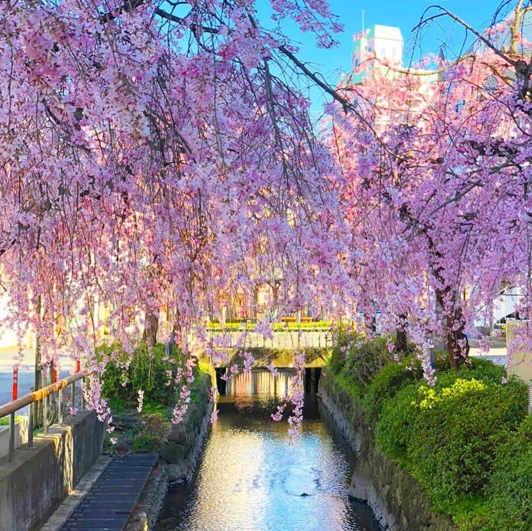 奥山夏織さんのインスタグラム写真 - (奥山夏織Instagram)「1ヶ月以上前の遠足にて見た桜が綺麗。。。うっとりしてしまう💓早くこんな素敵な景色が普通に見れる日々に戻れるように🙏 ・ 家にいるので自分磨きを頑張ってますが、2枚目に載せているボディーソープの#yayoi がキャンペーンをやっているみたいなのでご紹介💁‍♀️✨(1枚目の色と似てる🤔) ・ 和成分が入っていてユズと蜂蜜の優しい香りがするyayoi(ヤヨイ)。バーニーズニューヨーク銀座店にも置いてあるそうです💓﻿ ・ 3枚目に載せてますが、4/27までにいいねとこちら(@yayoi_official2020)アカウントフォローするだけで✨５名様✨にボディソープ&ボディローション(ミニサイズ)が当たるみたい❣️これは是非試してみたい人は応募してみてください🙋‍♀️♪﻿ ・・・ @yayoi_official2020  #yayoi #ヤヨイ #新商品 #ボディソープ #ボディローション #ボディケア #bodysoap #bodylotion #ケア用品 #おうち時間 #おうち時間の過ごし方」4月27日 23時10分 - okuyama_kaori