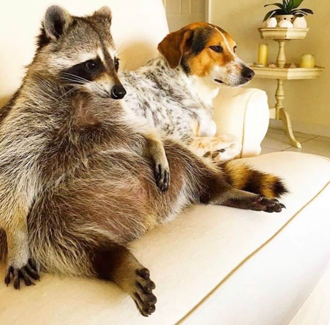 のインスタグラム：「All of us after the millionth trip to the fridge. Tag your quarantine buddy. #stayhome」