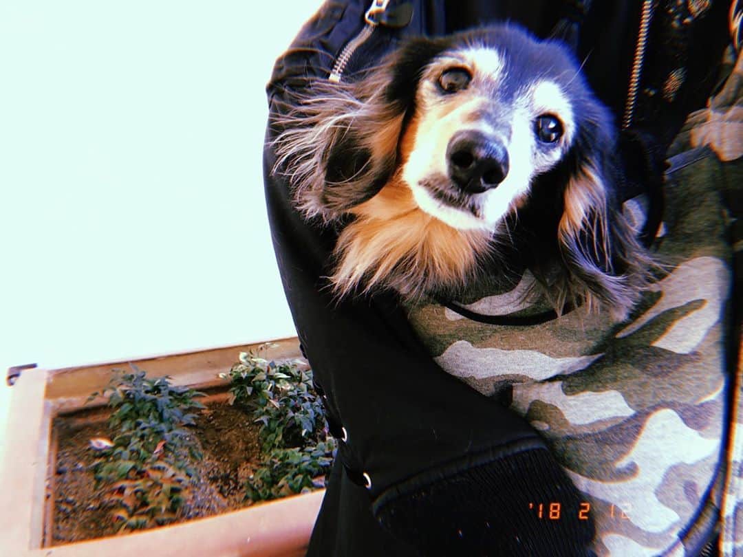 のインスタグラム：「🐕 今日はポロンの誕生日なのよん ポロンは私の太陽さんです いつも空からパワーをありがとう。 願いが叶うならポロンに会いたいな。 、 追伸；私達ファミリーは元気だよ👨‍👩‍👧‍👦❤️」