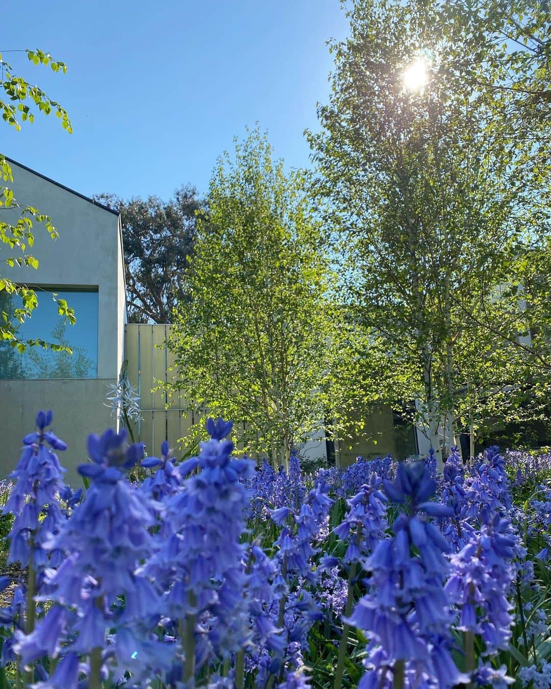 ニック・ナイトさんのインスタグラム写真 - (ニック・ナイトInstagram)「Isolation. Day 41. When the bluebells are in flower, the delicate new leaves on the birches and the sky clear and blue, nature is just breathtakingly beautiful.」4月28日 0時31分 - nick_knight