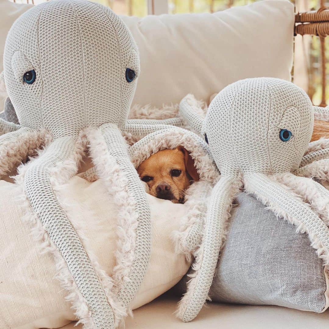 ローレン・コンラッドのインスタグラム：「“No dogs here. Just us octopuses. Keep moving” -Fitzgerald」