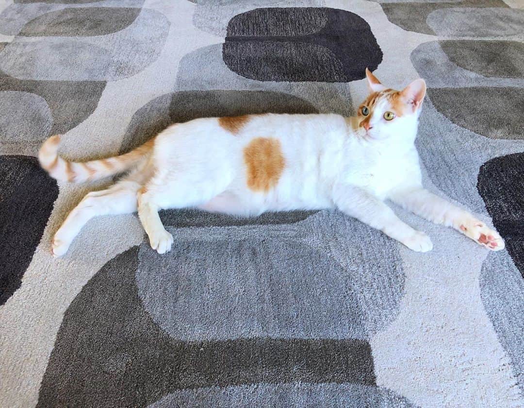 Richard Kittyのインスタグラム：「Richard has claimed our new rug as his own 😒」