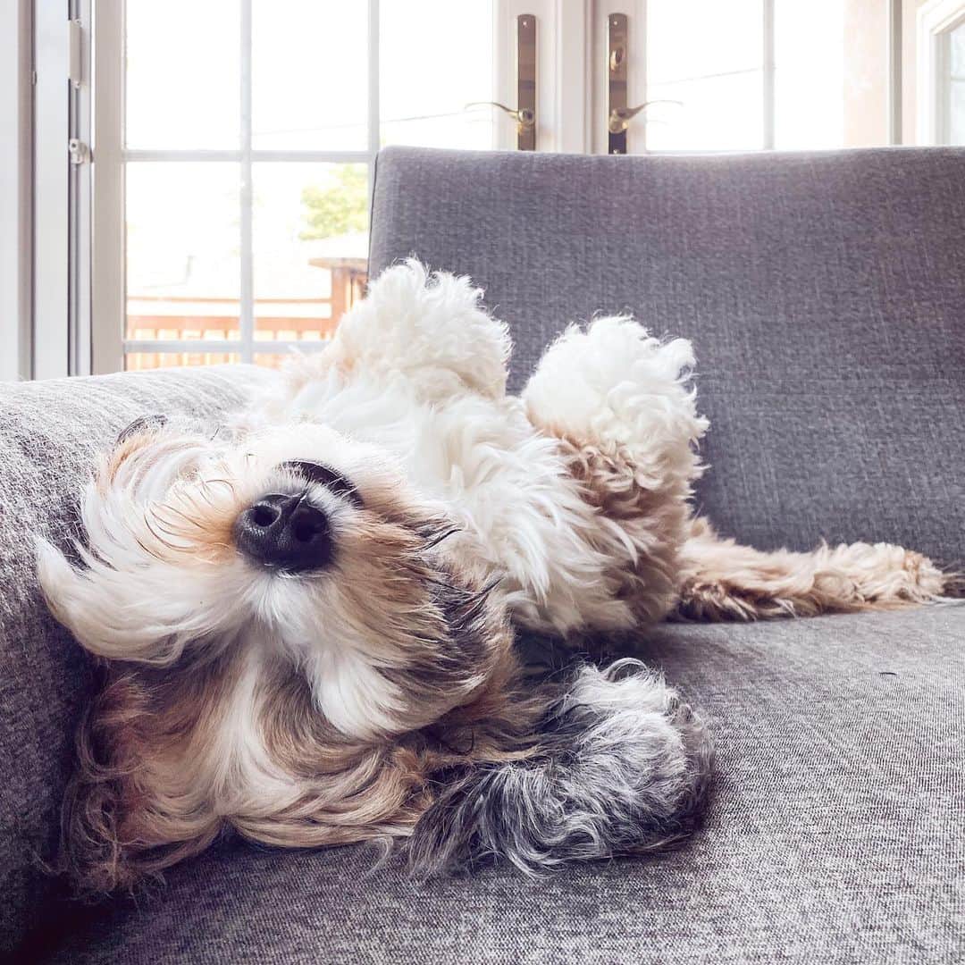 Buddy Boo Blueさんのインスタグラム写真 - (Buddy Boo BlueInstagram)「Benny wakes up in the mornings so that he can go downstairs and find a new place to sleep.」4月28日 2時14分 - buddyboowaggytails